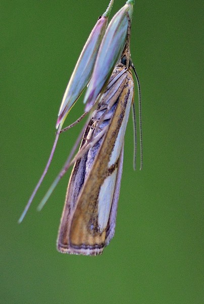 Crambidae da Id. - Catoptria sp.